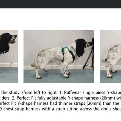 Unterschätzte orthopädische Einschränkungen durch Hundegeschirre?-Beitrag-Bild