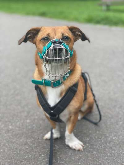 Wie sitzt mein Maulkorb / Maulkorb-Beratung-Beitrag-Bild