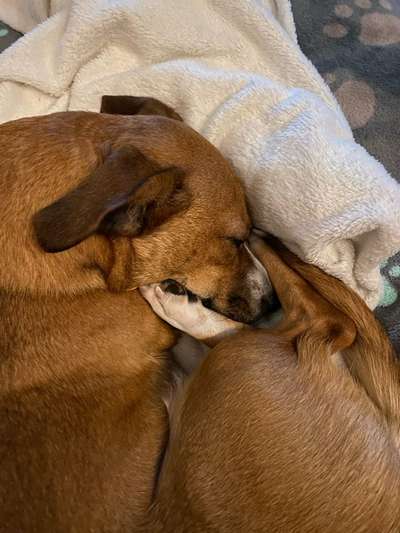 TierschutzhundeStammtisch🐕-Beitrag-Bild