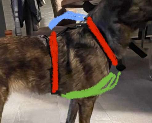 Wie sitzt mein Geschirr?-Beitrag-Bild