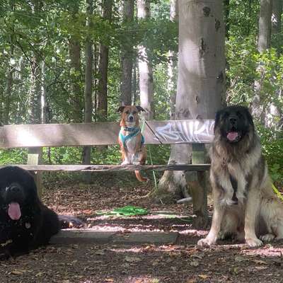 Gefährliche Hundebegegnungen-Beitrag-Bild