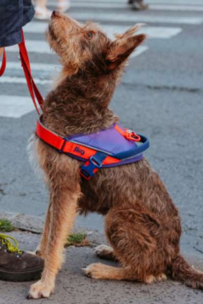 TierschutzhundeStammtisch🐕-Beitrag-Bild