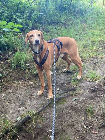 TierschutzhundeStammtisch🐕-Beitrag-Bild