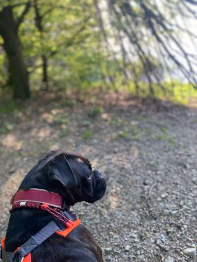 TierschutzhundeStammtisch🐕-Beitrag-Bild