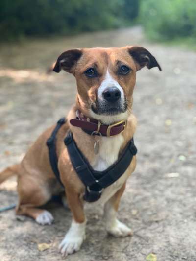 TierschutzhundeStammtisch🐕-Beitrag-Bild