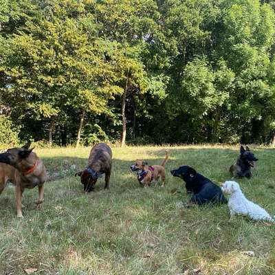 Gefährliche Hundebegegnungen-Beitrag-Bild