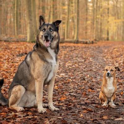 Gefährliche Hundebegegnungen-Beitrag-Bild