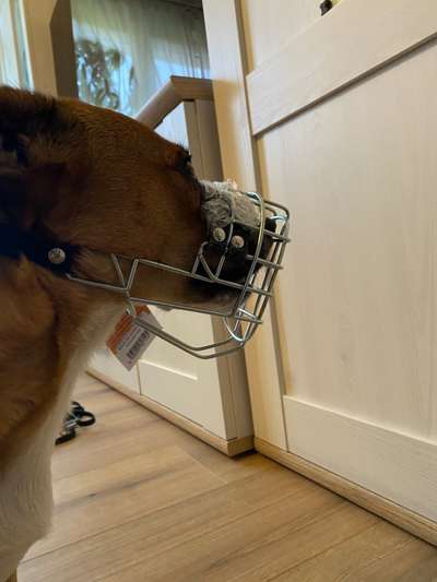 Wie sitzt mein Maulkorb / Maulkorb-Beratung-Beitrag-Bild