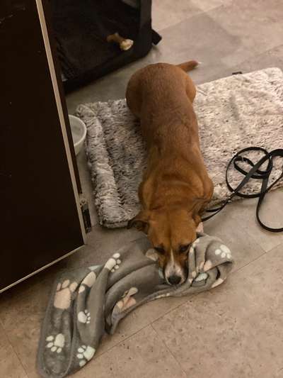 TierschutzhundeStammtisch🐕-Beitrag-Bild