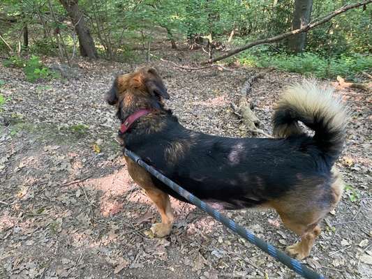 TierschutzhundeStammtisch🐕-Beitrag-Bild
