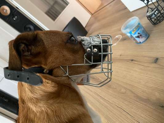 Wie sitzt mein Maulkorb / Maulkorb-Beratung-Beitrag-Bild