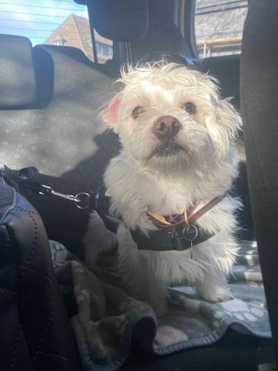 TierschutzhundeStammtisch🐕-Beitrag-Bild