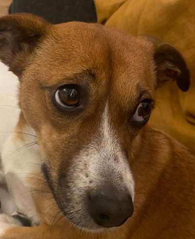 TierschutzhundeStammtisch🐕-Beitrag-Bild