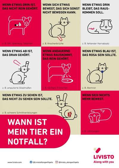 Zähne bei Schäferhund.-Beitrag-Bild