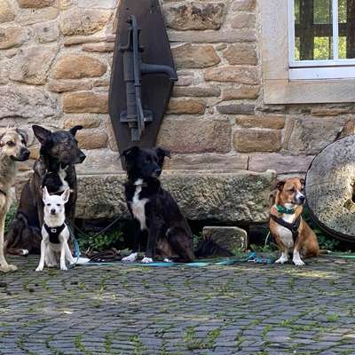 Gefährliche Hundebegegnungen-Beitrag-Bild