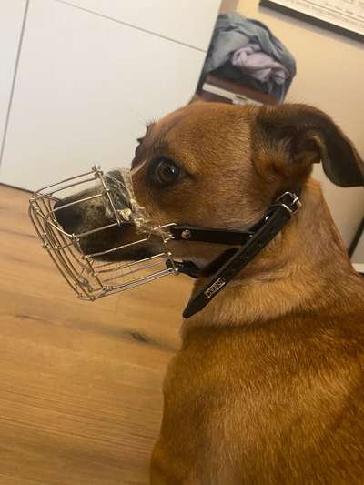 Wie sitzt mein Maulkorb / Maulkorb-Beratung-Beitrag-Bild