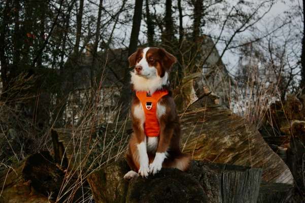 Dogorama Photo Challenge - Der Frühling kommt-Beitrag-Bild