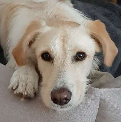 Zeigt mir die tollste Nahaufnahme von eurer Fellnase-Beitrag-Bild