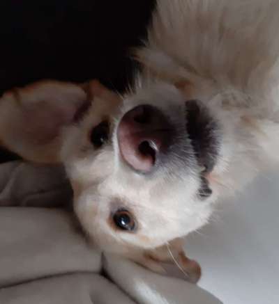 Zeigt mir die tollste Nahaufnahme von eurer Fellnase-Beitrag-Bild