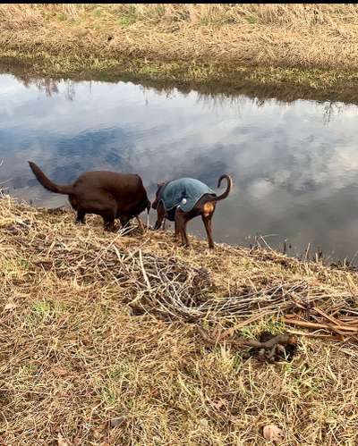 FOTOCHALLENGE 68: Dein Hund und sein bester Freund-Beitrag-Bild