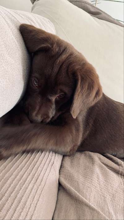 Welpen Bilder !-Beitrag-Bild