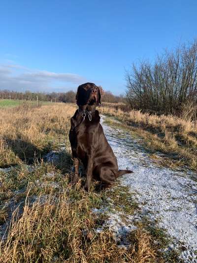 Labradorfans-Beitrag-Bild