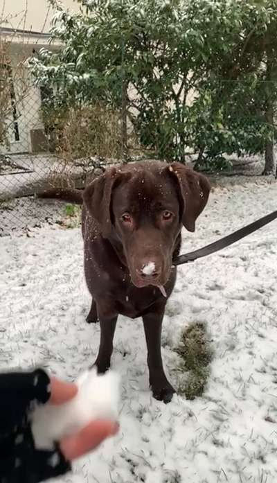 Dogorama Photo Challenge - Es wird nochmal kalt!-Beitrag-Bild