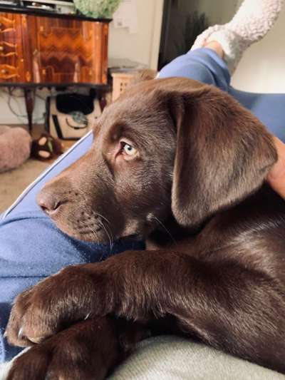 Welpen Bilder !-Beitrag-Bild