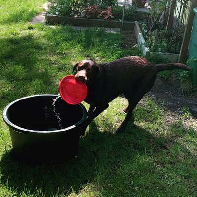 Die Dogorama Wochen Challenge-Beitrag-Bild