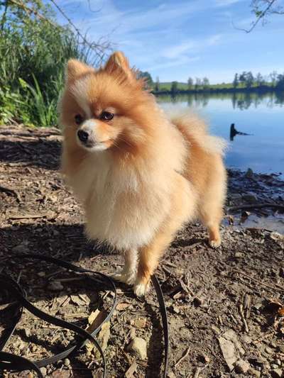 Hundetreffen-Sozialkontakt ,Spazieren-Bild