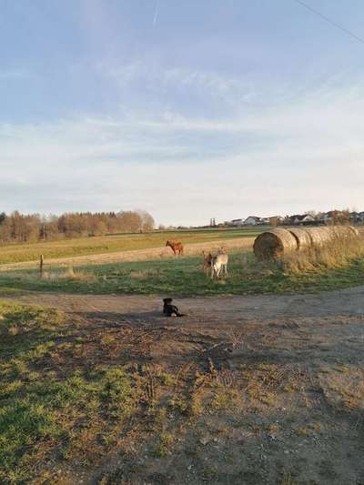 Hundeauslaufgebiet-Wiesen in Eichenzell-Bild