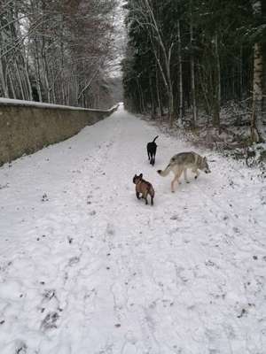 Hundeauslaufgebiet-Schloss Fasanerie-Bild