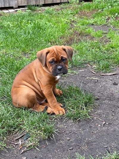 Welpenfotos-Beitrag-Bild