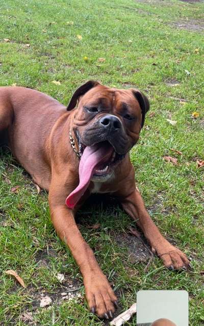 Welpenfotos-Beitrag-Bild