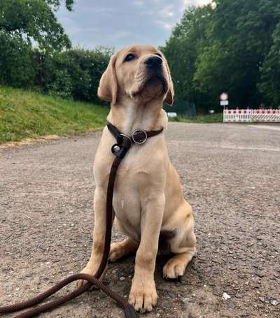 Hundetreffen-Spielrunde rund um Plau am See-Bild