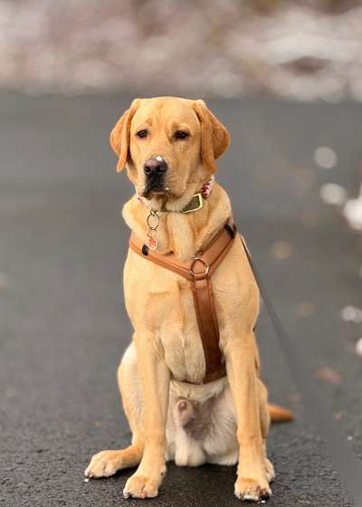 Hundetreffen-Wir sind hier Neu in der Gegend-Bild