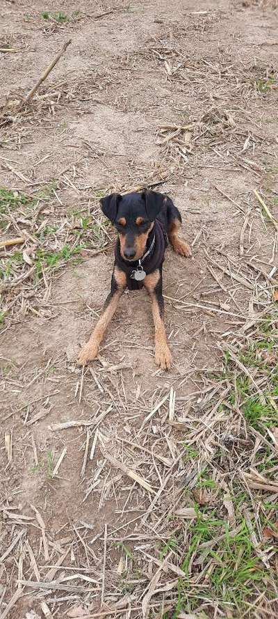 Mischlingshunde Foto Aufruf-Beitrag-Bild