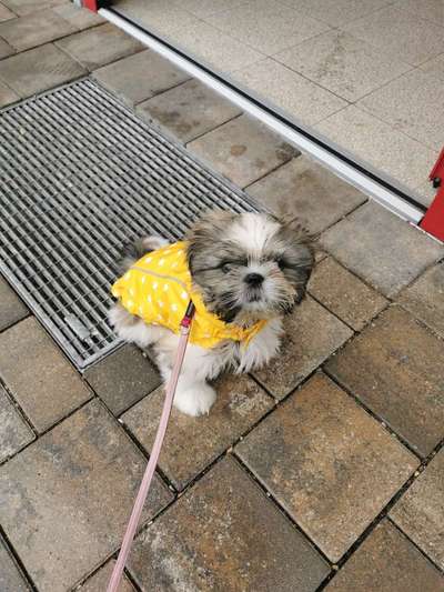 Die Dogorama Wochen Challenge: “Regenspaziergänge"-Beitrag-Bild