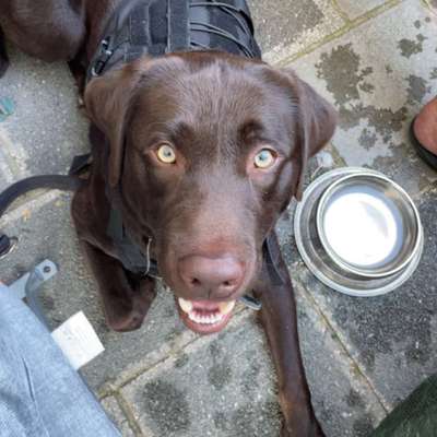 Hundetreffen-Hunde Spielrunde/ Hunde mit viel Energie-Bild