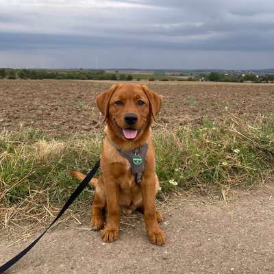 Hundetreffen-Balu sucht Hundefreunde mit denen er toben kann 😊 wir freuen uns auf neue Bekanntschaften-Bild