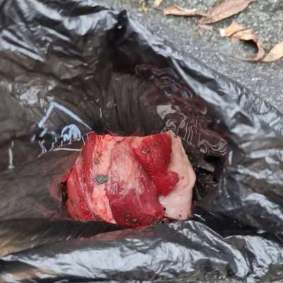 Giftköder-Fleisch - Giftköder-Bild