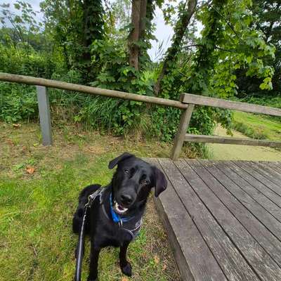 Hundetreffen-Spiel und Gassirunden-Bild