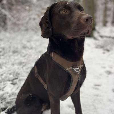 Hundetreffen-Gassi-, Spielrunde- Trainingsrunde-Bild