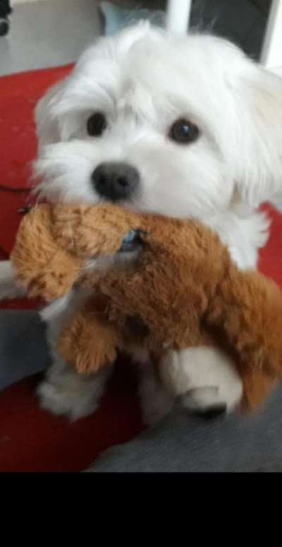 Die besten Hundeblicke 🐾❤️-Beitrag-Bild