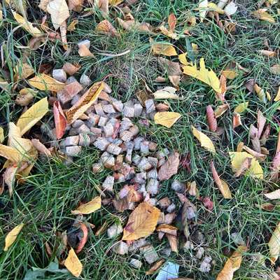 Giftköder-Achtung Giftköder!-Bild