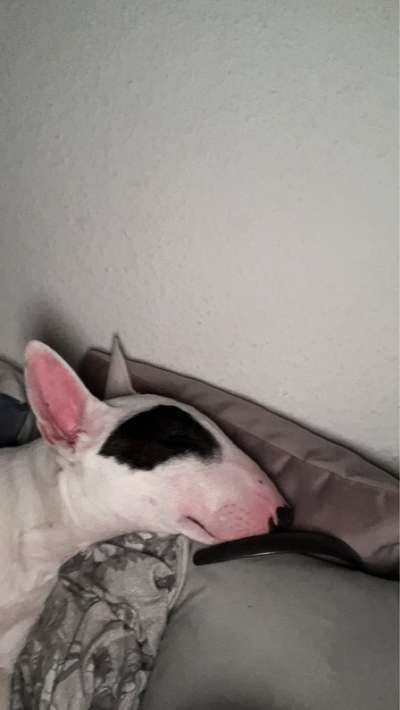 "Bulligere Arten" auch hier? :) Amstaff etc..-Beitrag-Bild