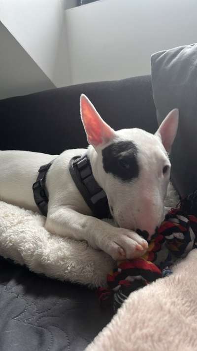 Miniatur Bullterrier-Beitrag-Bild