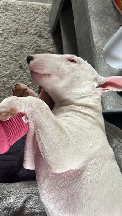 Miniatur Bull Terrier-Beitrag-Bild