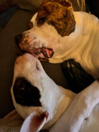 Miniatur Bull Terrier-Beitrag-Bild