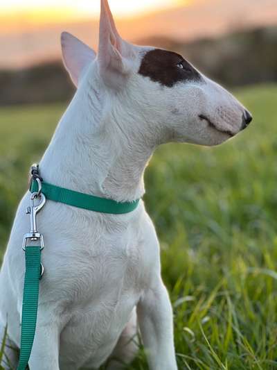 Miniatur Bull Terrier-Beitrag-Bild